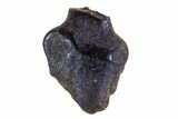 Fossil Ankylosaur Tooth - Montana #108147-1